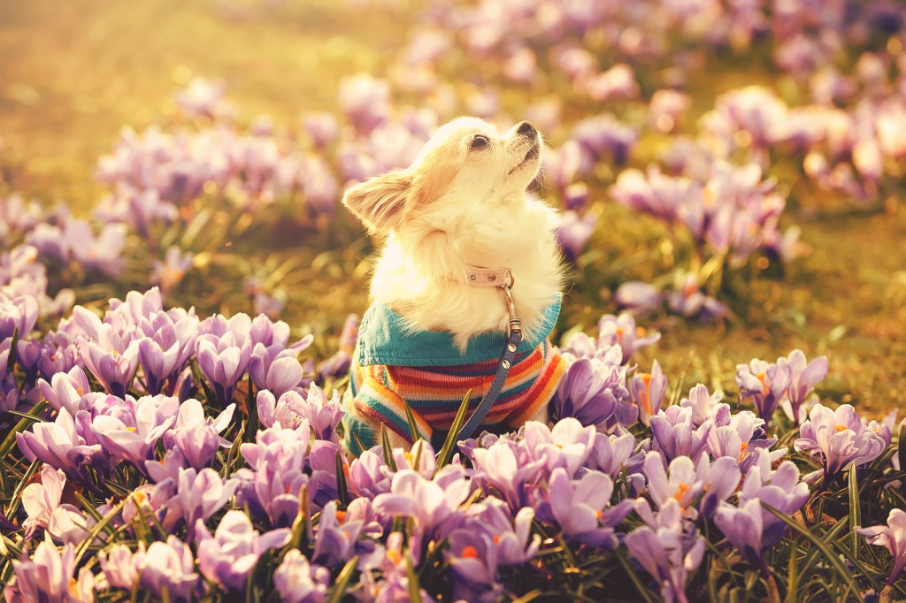 Chihuahua dog and gentle purple crocus flowers filtered sunny spring background