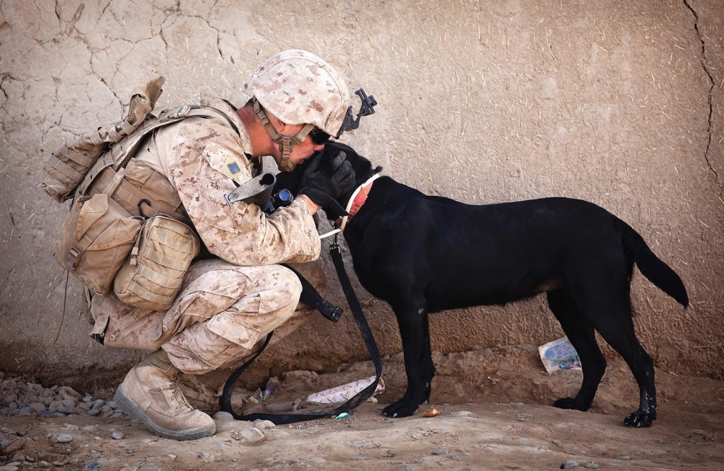 dog_and_soldier