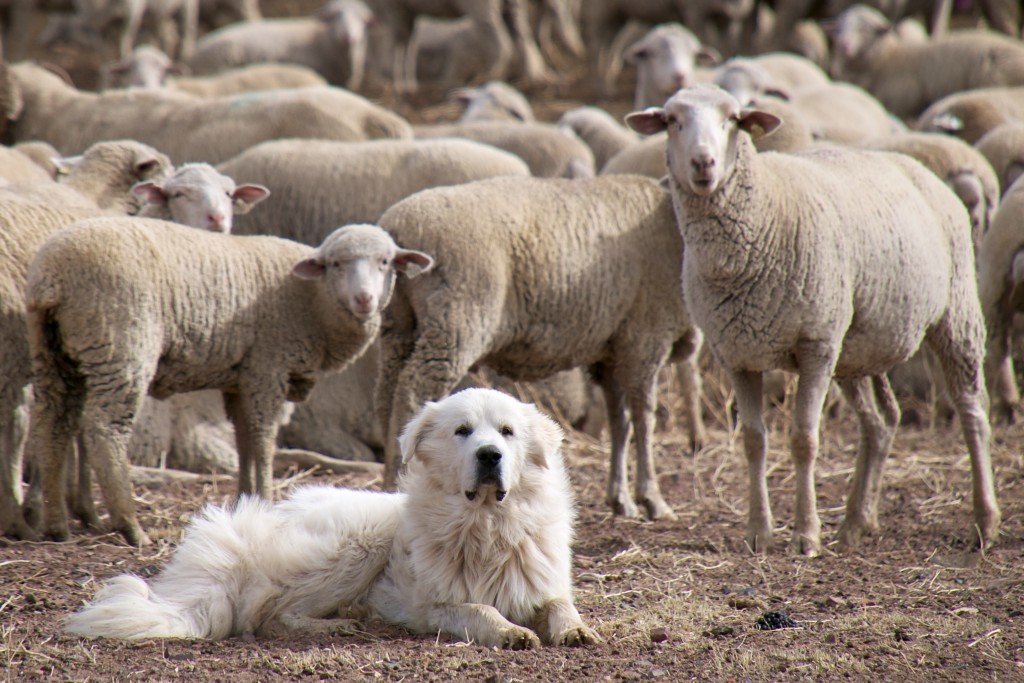 Great_Pyrenees_Sheep_Dog_Guarding_the_Flock_(5113678413)