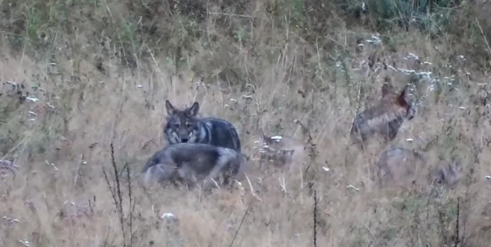 blade Define Mercury VIDEO EXTRAORDINAR) Haită de lupi surprinsă în pădurile Neamțului ©