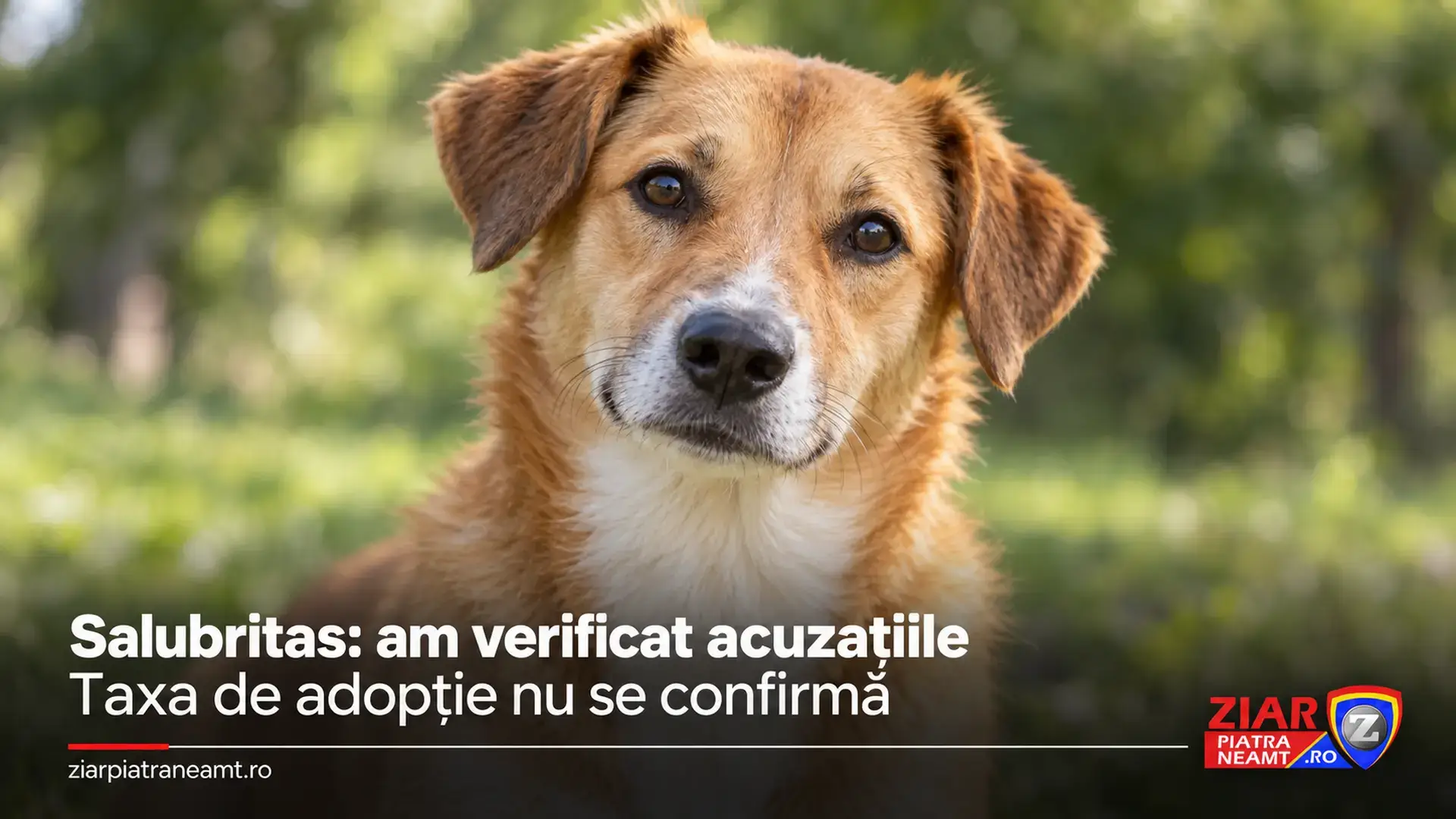 Ilustrație cu un câine pentru articolul despre verificarea acuzațiilor privind adopțiile de la Salubritas Piatra-Neamț