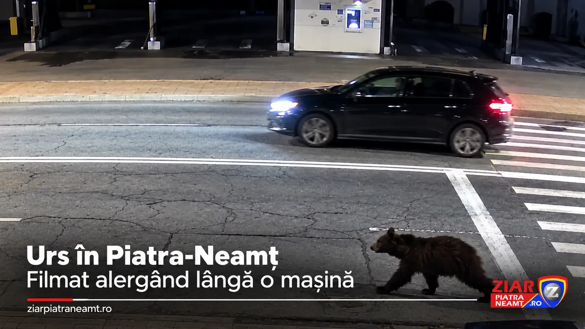 Urs alergând pe lângă o mașină, noaptea, în Piatra-Neamț